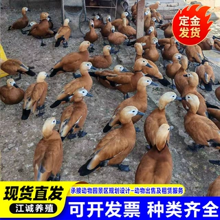 园林观赏水禽赤麻鸭活体 出售赤麻鸭幼苗各种观赏鸭 赤麻鸭价格
