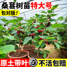 ɣؘش̖ԮYش̖ɣعϱļ