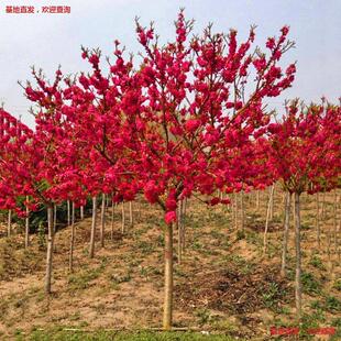 ÷���������Ի����D÷�G÷�䘶�ͺ�ͥԺ�G��ֲ���ļ��_���t÷����