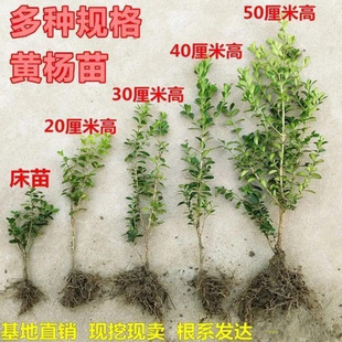 С�~�S��������S������ͥԺ�h�ʾG�����U�S�������~�S�����