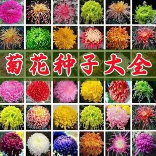 Cold-Resistant Chrysanthemum Seeds, Large Florals, Sowing in All Seasons, Outdoor Frost-Resistant Courtyard Landscaping, Balcony Ornamental Potted Flower Seeds
