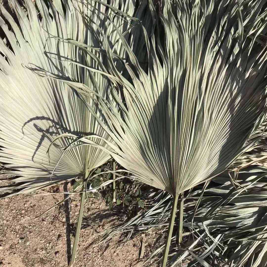 Pu Fan Flower Leaf Palm Leaf DIY flower arrangement material Dry…