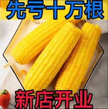 东北黄糯玉米新鲜黄糯玉米棒开袋即食真空包装早餐代餐熟黏玉米产