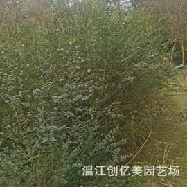 小叶女贞苗绿篱球庭院绿化小叶女贞树苗 条子高度30-180公分