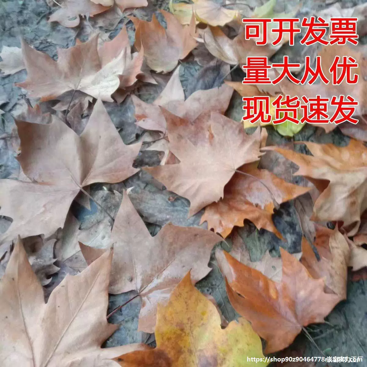 Листья гинкго, настоящие листья, листья сикомора, образцы падающих листьев, мертвые кленовые листья, украшение из камфорного дерева, реквизит для фотографий, витрина.