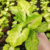 [Direct supply of the base] Viewed plant plants purify small potted flowers (A90) Golden boy combined with taro