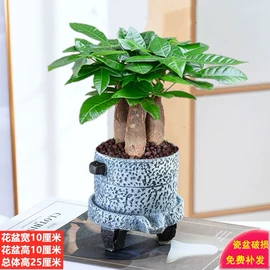 盆栽;种子;花盆容器