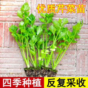 �ļ�С���۷N���۲������۸����߲˴�ȫ�＾�׷N�����������˷N