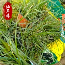 狼尾草杯苗盆栽宿根观赏草类 金红羽狼尾草 基地园林绿化