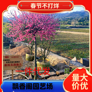 һ�����l�ͺ��t÷���������ͥԺ�������ļ�����ֲ�����t÷�D÷