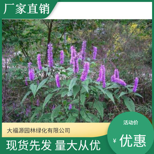 Haizhou Xiangji [Base Wholesale] Large Quantity Discounts, Complete Varieties, Greening Seedlings for Scenic Landscaping Projects