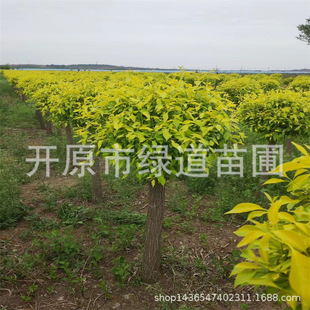 �������~�lì�������ͽ��~�lì����Ǥ��С��G�h��ľҎ���Rȫ