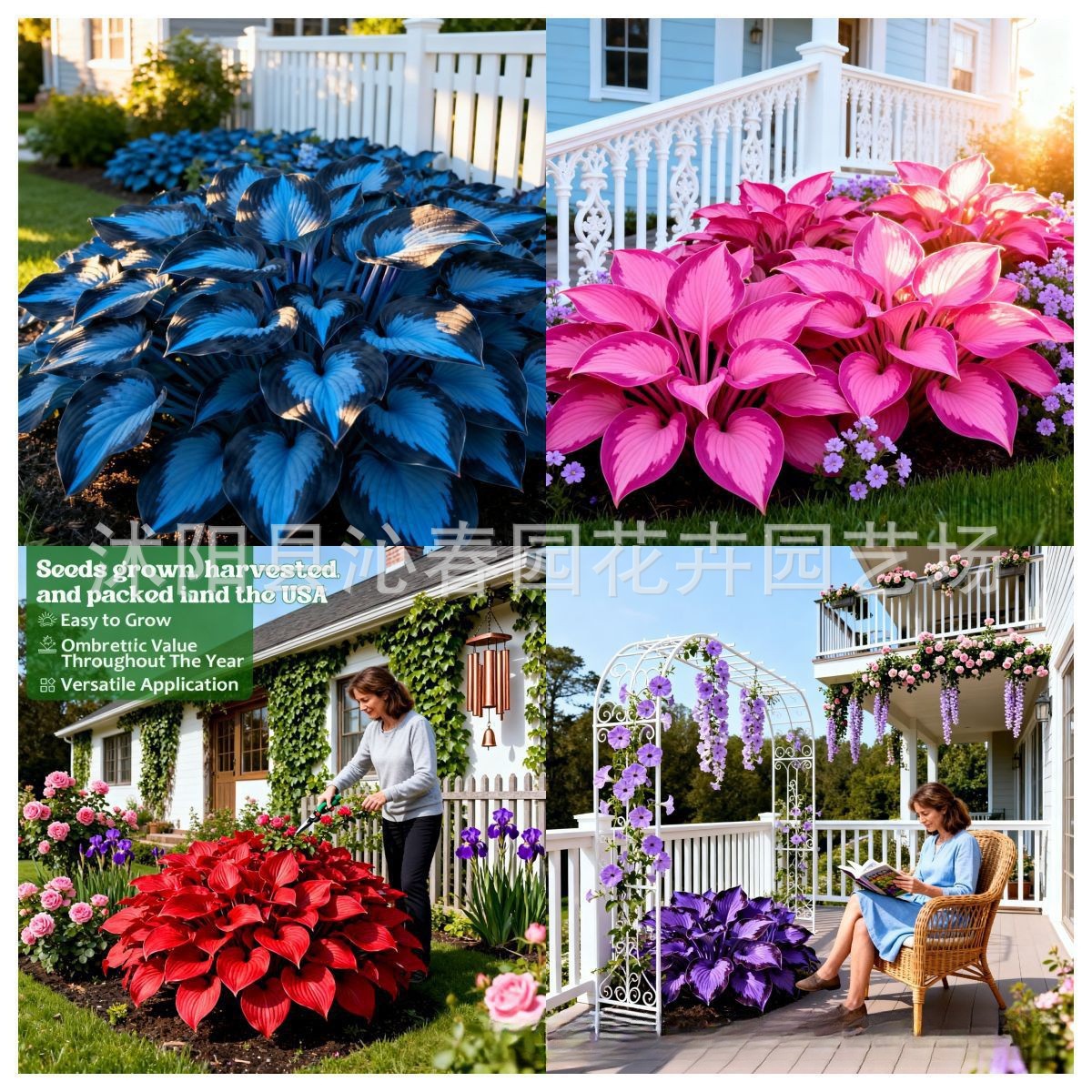 跨境拿货彩叶玉簪花种子hosta种子庭院大叶花卉植物 多年生玉簪花