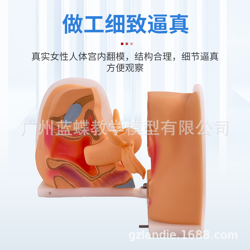 ��ѧŮ����ֳ�����ӹ��������ѳ� ����ָ��ģ�� �ƻ��������Ƽ��