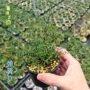 叶子弯曲弹性植物弹簧