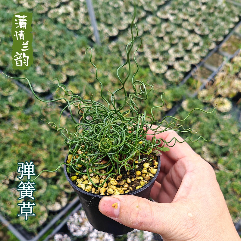Spring Grass, a Fun Plant with Curved, Flexible Leaves, Easy to Care For, Sun-Loving Plant, Suitable for Balcony, Office Desk, Green Plant, Potted Plant