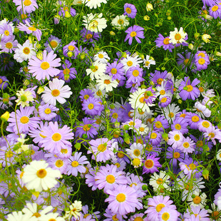 ���l��ɫ�շN�Ӿջ��N���̨�����҃��׷NͥԺ�׷N�^���ݻ��N����