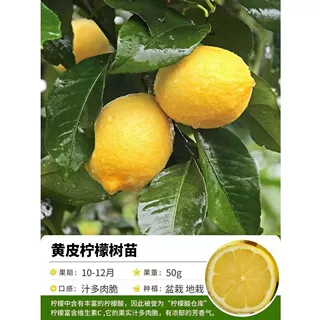 正宗安岳柠檬树苗盆栽室内室外结果无籽四季柠檬苗食用柠檬树