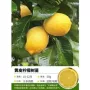 安岳食用盆栽正宗树苗