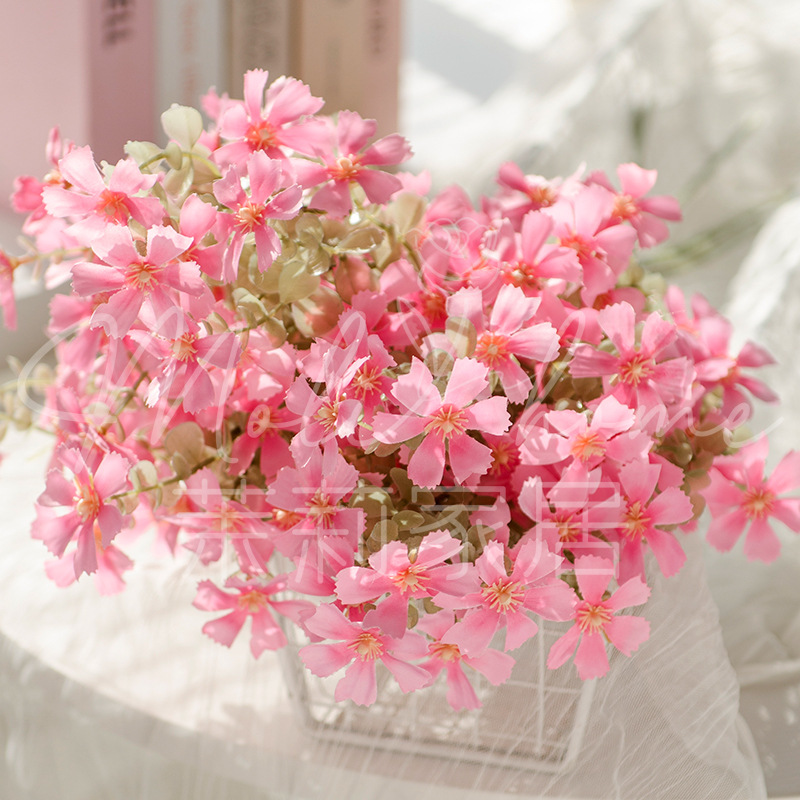 로즈 레드 데이지