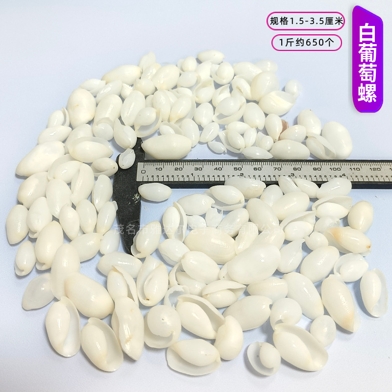 貝殻と法螺貝 1～2cmをポンド単位で販売、貝殻と砂を混ぜて手作りのDIYテーブルを製作、ドリフトボトルを製作|undefined