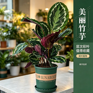 �ʺ��������Կ�ȸ������~��Gֲ���҃��ļ�������B�W�t�^�~����