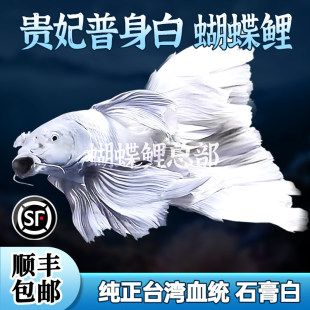 ̨�����N�tɫ�������F�������w�����tɫ����β��ˮ�~�������^�p�~