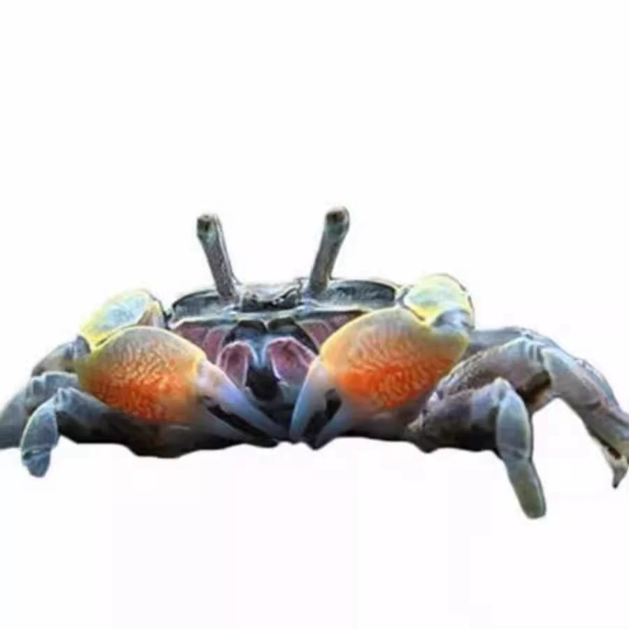 Миниатюрная крабовая живьё- crab?