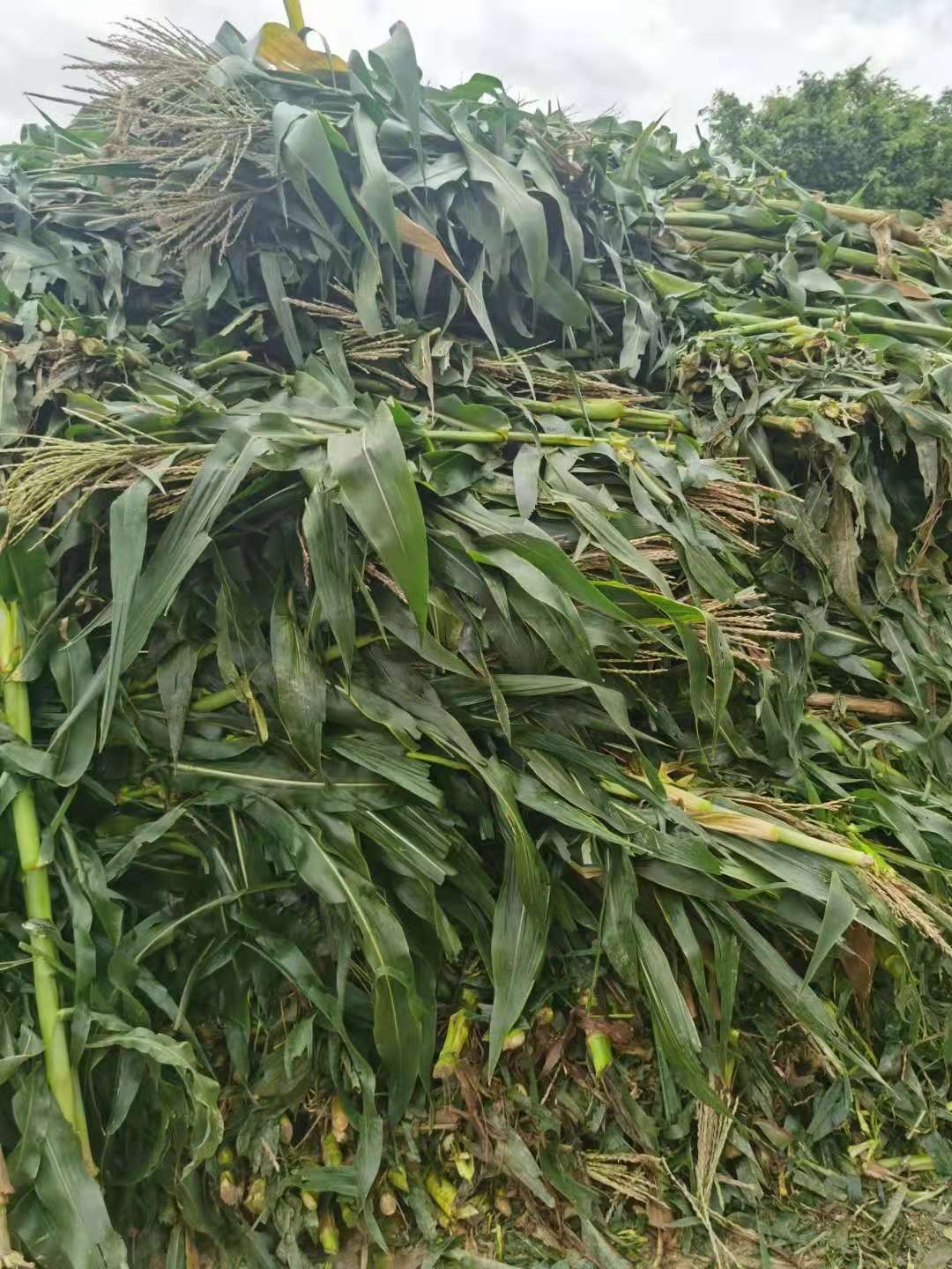 O1CN012jFEqU1IXcMHR82ME_!!2209