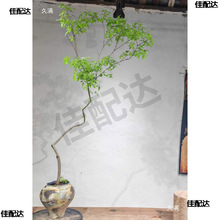 不含荆条盆造型禅意直播间飘茶斜卧室室内黄荆老桩盆景造景不含盆