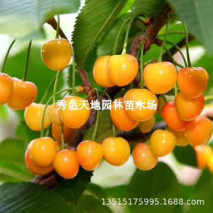 ܇���Ӵ�����ϱ����Nֲ�S���˙������Ե���ͥԺ�̨�Nֲ����޽�