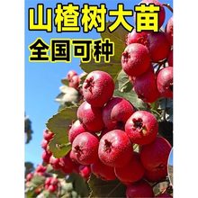 ɽ高⼃޽ӟoɽϱNֲͥԺͺ