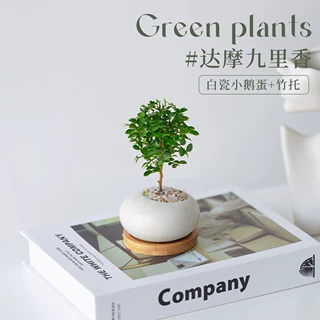 墨西哥铁盆栽创意迷你拇指绿植物室内客厅桌面办公室花卉懒人好养