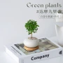 办公室迷你盆栽植物墨西哥铁