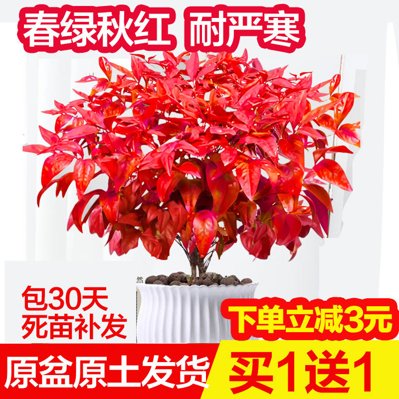 火焰南天竹盆栽冬季耐寒红叶植物室内客厅好养观叶花卉盆景年宵花