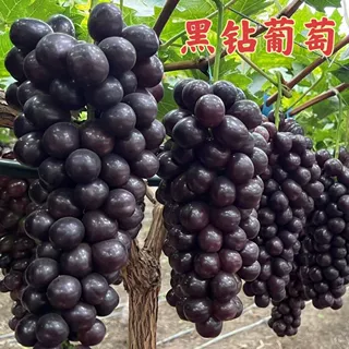 大果黑黄葡萄树苗耐寒不下架盆栽地栽南北方种植当年结果葡萄树苗