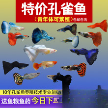 ��ȸ�~С�~�Ꭷ�~ȫ�N�������B�^�p�~С�͵�ˮ�~����~����