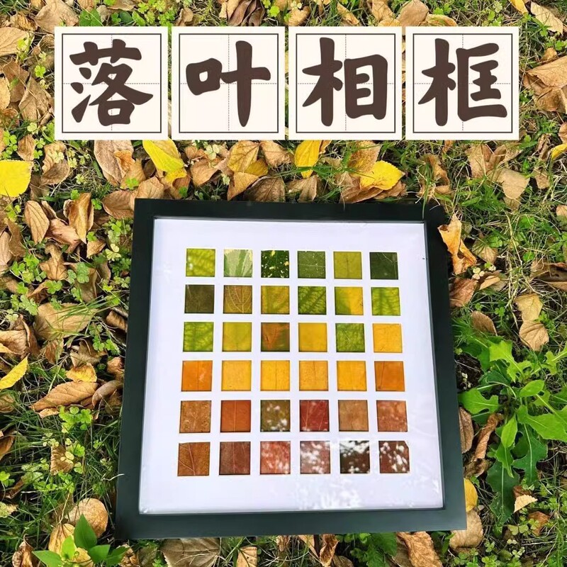 Fall Leaf Specimen Frame with 48 Slots for Collecting Autumn Leaves, 36 Grid Autumn Leaf Picture Frame for Handmade Collection