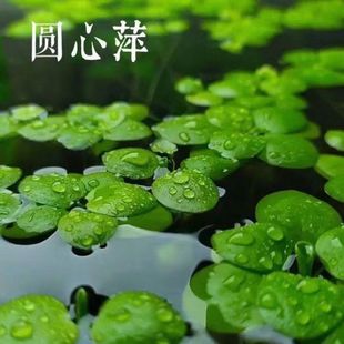 ˮ�ݸ�Ƽ�~�׃���ˮ�|�A��Ƽˮ��ͥԺ�~�r�����쾰Ư��ֲ���b�