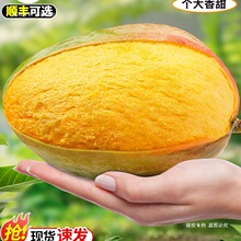 攀枝花凯特芒果当季新鲜水果现摘大果四川芒果甜青皮大澳芒整箱