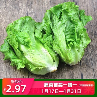 ������ļ����˷N�ӷN���ͳ�̦�����ļ��ļ����Բ����߲˷N���ѷN