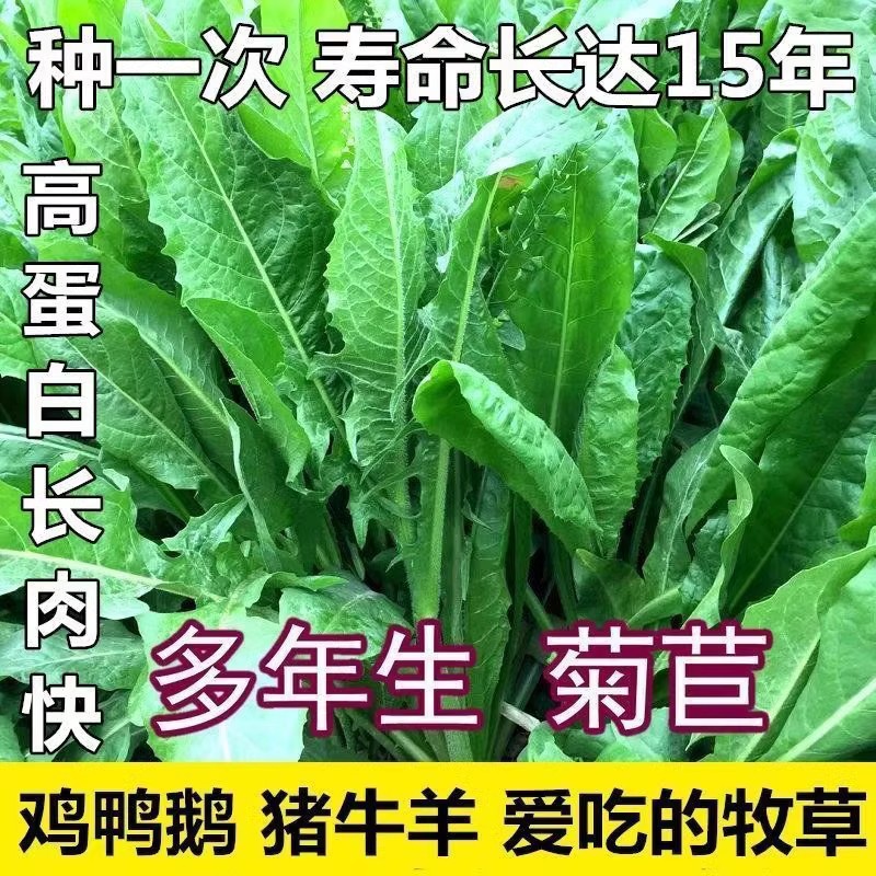 大叶菊苣草种籽多年生牧草种子养殖四季牛羊鸭鹅兔猪草种籽子再生