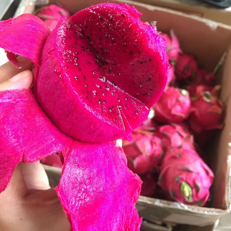 pitaya wholesale Hainan Red fresh fruit Season Large fruit Red meat Waldo Number one 3/5 Jin