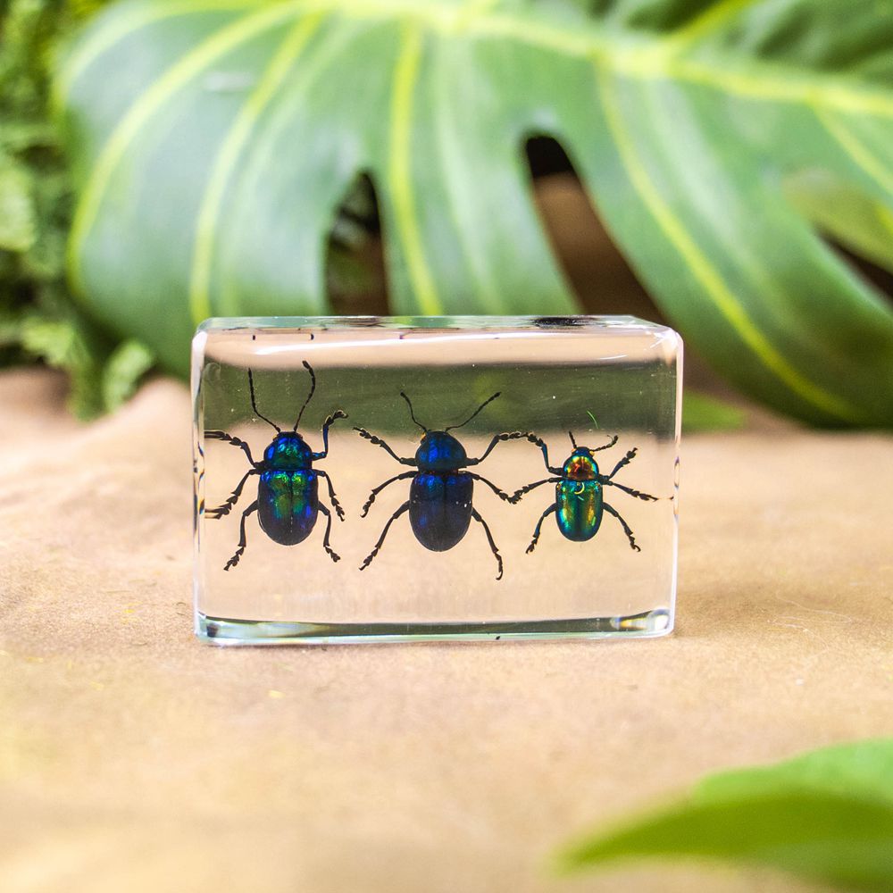 세 종류의 잎벌레 (2)