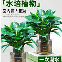 ���~��荾G�������Ԏ������·�������ȩ�ļ��Gֲˮ��ֲ���҃Ⱥ��B