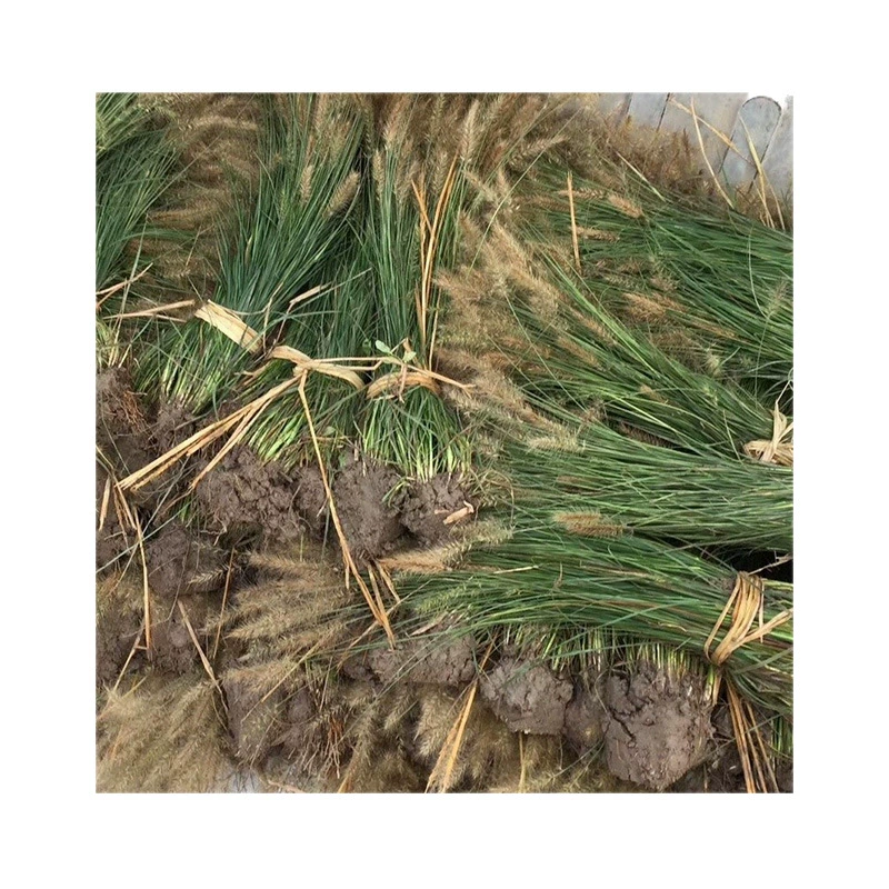 Производители поставляют базу для оптовой продажи тростника, водной травы и рассады травы с полным ассортиментом, высоким качеством и высокой выживаемостью.