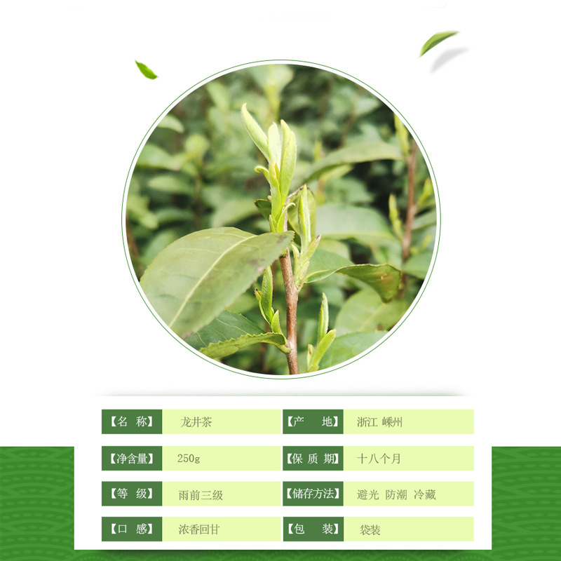 중국 저장성 우전 용정차 잎녹차 가정용