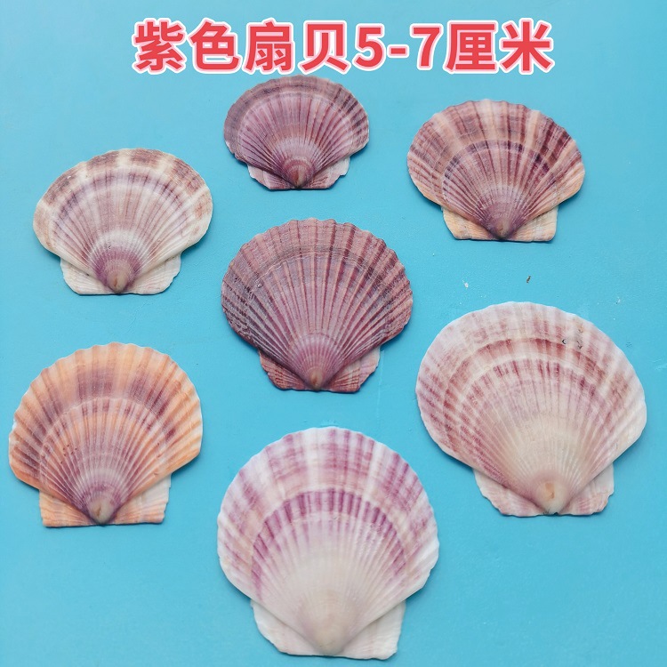 精品磨边天然贝壳海螺紫色扇贝壳5-7cmdiy手工材料10片为1套