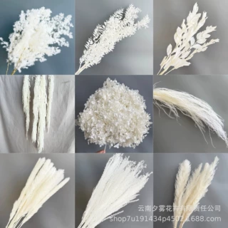 永生花白色蓬莱松龙须草diy材料奶油风梦幻婚礼装饰家居软装摄影