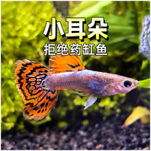 С����̩�������ȸ�~�Rِ��ˮ�ݸב���ĸ�~�R�a�������־������T